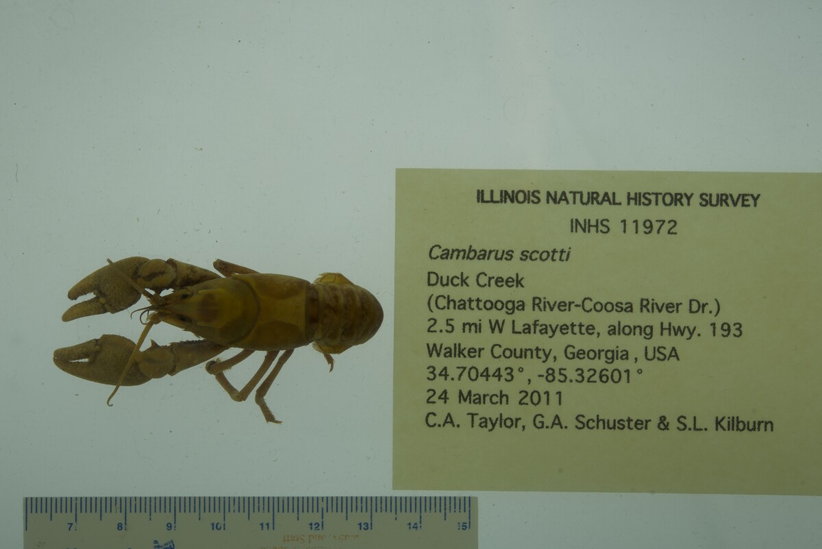 Cambarus scotti image